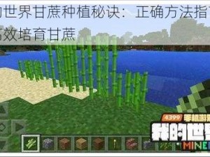 我的世界甘蔗种植秘诀：正确方法指南助你高效培育甘蔗