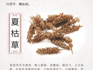 江湖悠游之花语解夏枯草秘境图谱探秘：夏枯草生长周期与药用价值详解