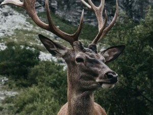 麋鹿麋岚探秘：自然野趣与趣味体验，了解麋鹿麋岚的独特魅力与简介