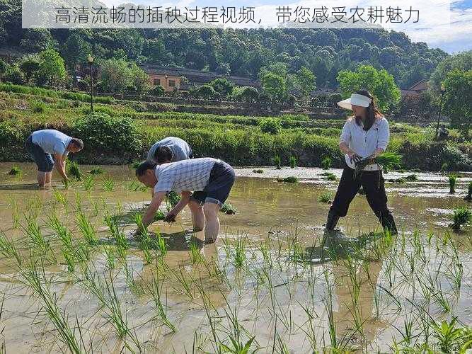 高清流畅的插秧过程视频，带您感受农耕魅力