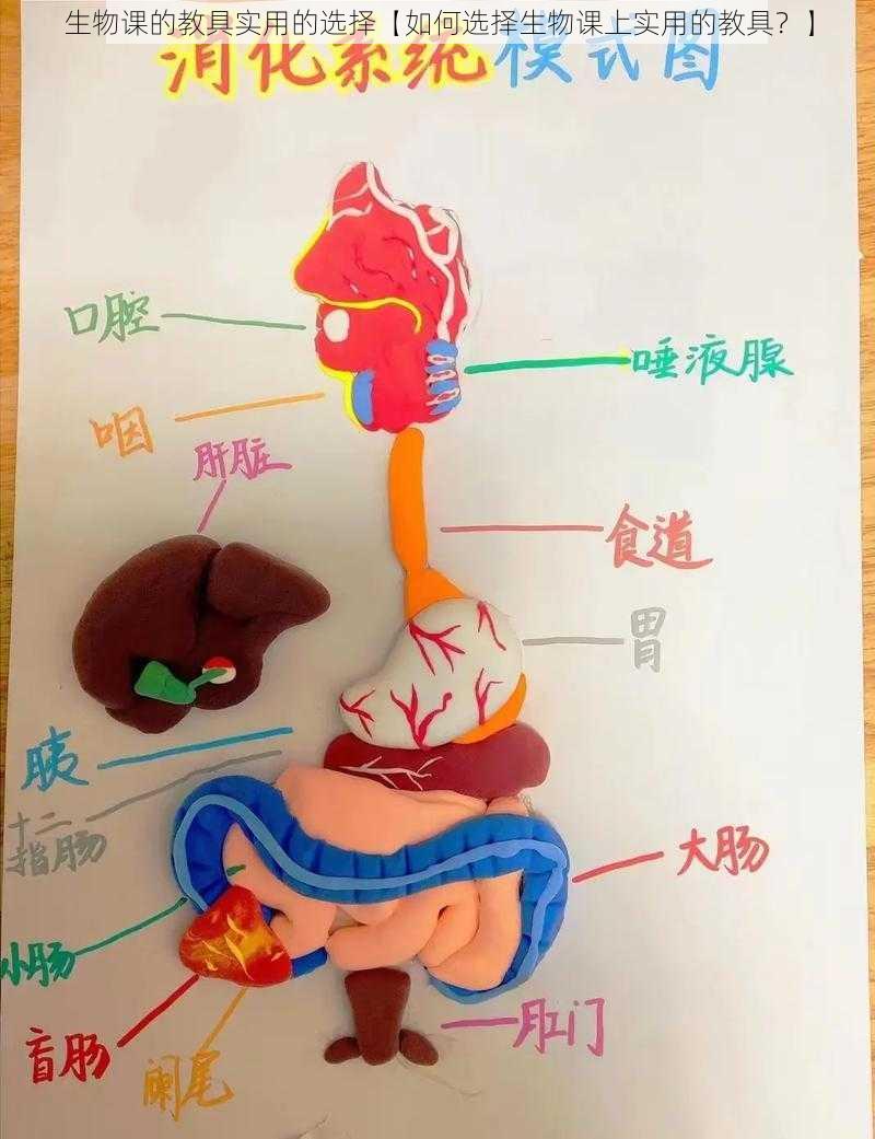 生物课的教具实用的选择【如何选择生物课上实用的教具？】