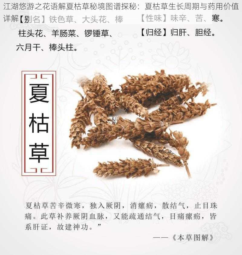 江湖悠游之花语解夏枯草秘境图谱探秘：夏枯草生长周期与药用价值详解