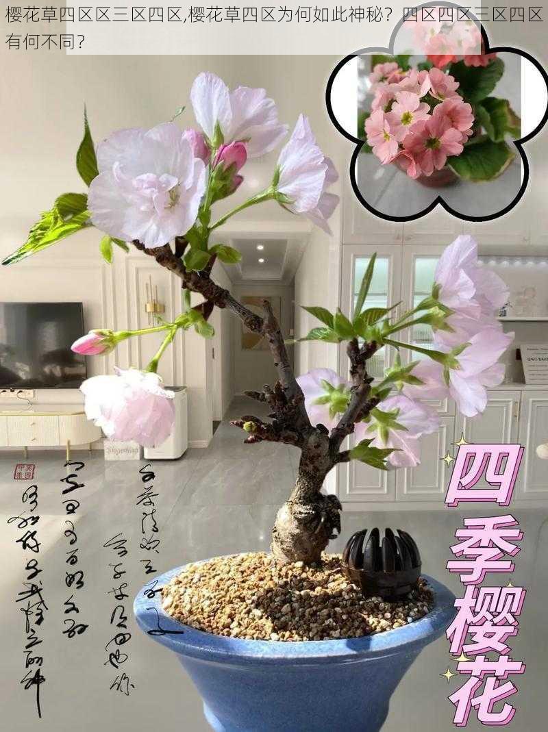 樱花草四区区三区四区,樱花草四区为何如此神秘？四区四区三区四区有何不同？