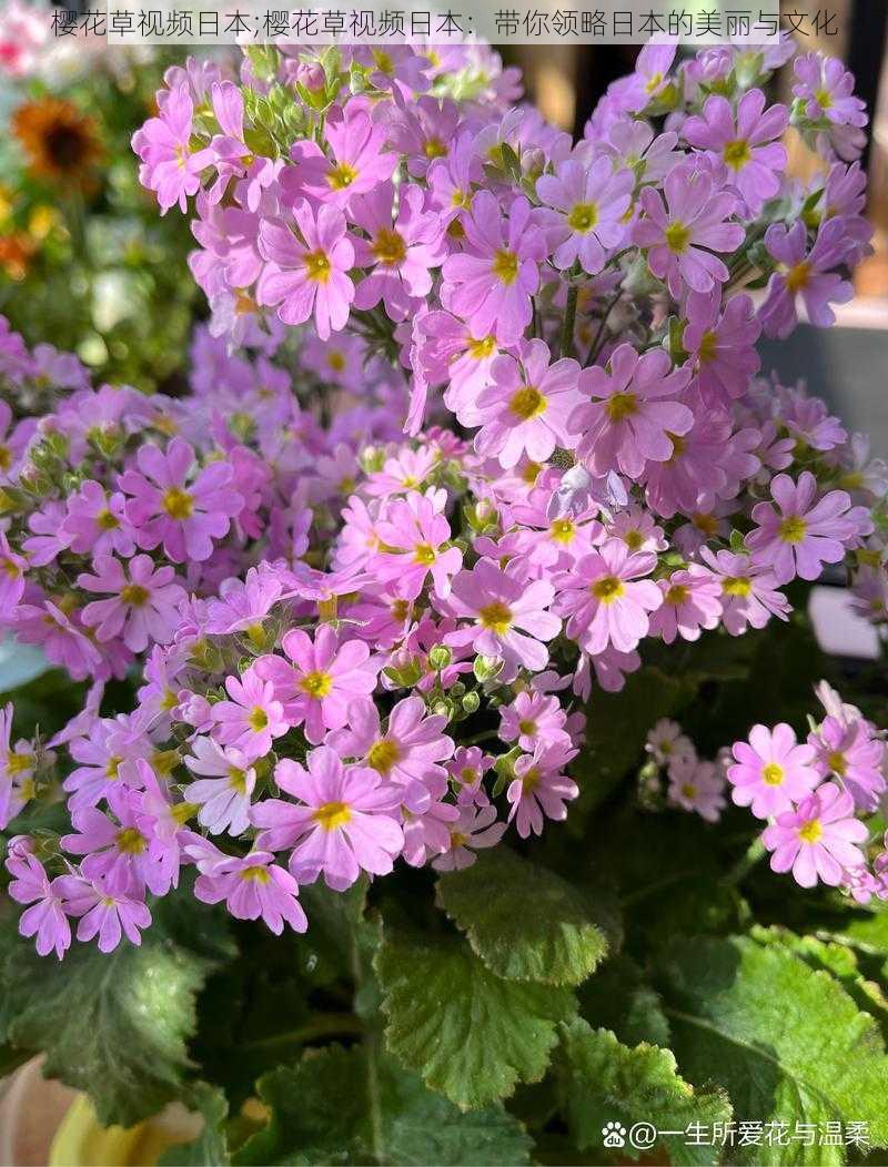 樱花草视频日本;樱花草视频日本：带你领略日本的美丽与文化