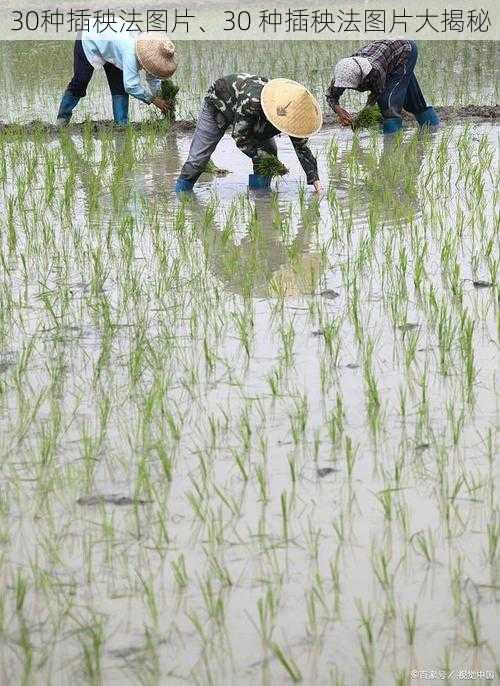 30种插秧法图片、30 种插秧法图片大揭秘