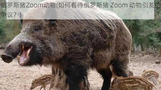 俄罗斯猪Zoom动物(如何看待俄罗斯猪 Zoom 动物引发的争议？)