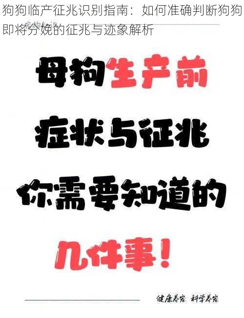 狗狗临产征兆识别指南：如何准确判断狗狗即将分娩的征兆与迹象解析