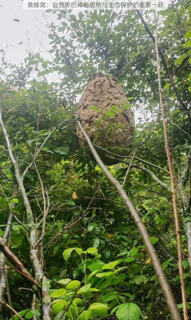 黄蜂窝：自然界的神秘居所与生态保护的重要一环